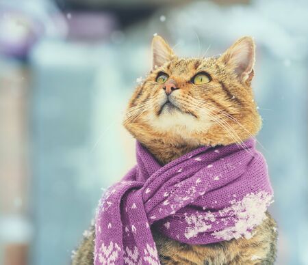 The cat wearing scarf outdoors in snowy winterの写真素材