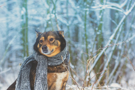 Portrait of a dog with knitted scarf tied around the neck walking in blizzard in the forest