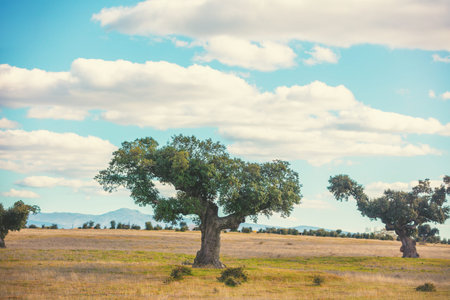 Savannah landscape in spring with cloudy sky