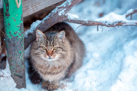 Siberian cat sitting outdoors in snow in winterの写真素材