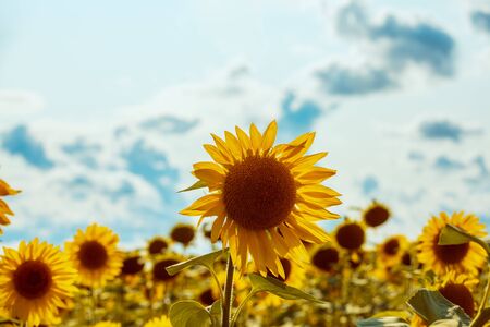 Summer landscape with sunflowers. Beautiful sunflower fieldの写真素材