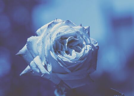 Vintage flower background. Rose in the gardenの写真素材