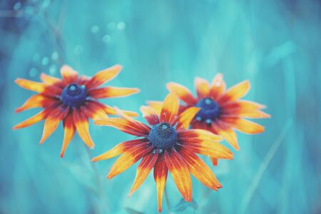 Vintage blooming Rudbeckia hirta (Black-eyed Susan) flowers in the summer garden. Nature backgroundの写真素材