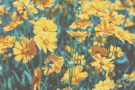 Vintage blossoming flowers in the summer garden. Flowers nature background