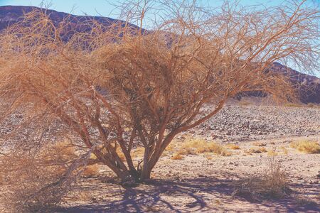 Mountain desert landscape. Tree in the desert, Israelの写真素材