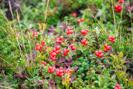 Lingonberry (Vaccinium vitis-idaea) growing in a swamp. Nature background
