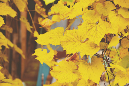 Golden grape leaves natural background