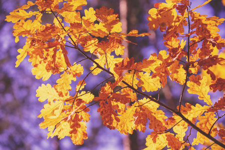 Oak branch with orange leaves in the forest in autumn. Nature background