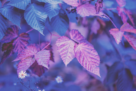 Blackberry autumn leaves. Nature background