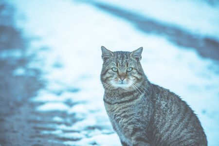 Cute tabby cat sits on a snowy field in winter