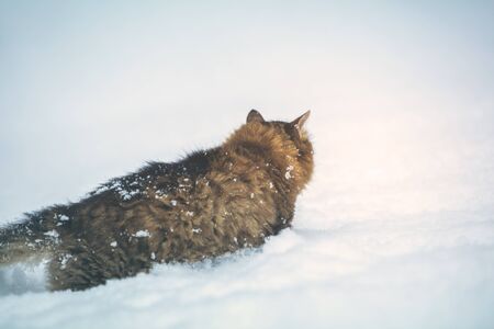 Siberian cat walking in the deep snow in snowy winter. Back to cameraの写真素材