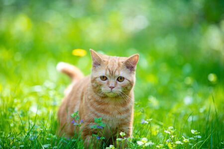 Funny red kitten sits on a green lawn on a summer sunny dayの写真素材