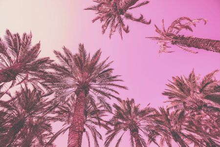 Palm trees against the sky at sunset. Tropical nature background
