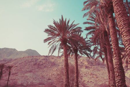 Palm trees against mountains. Tropic evening landscapeの写真素材