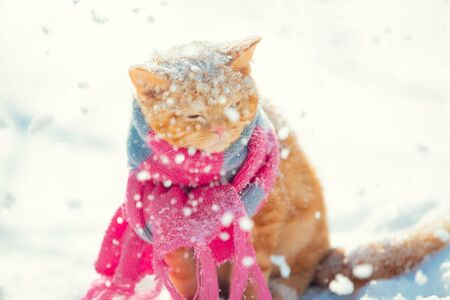 A ginger cat dressed knitted scarf sitting outdoors in the snow in winter during snowfallの写真素材