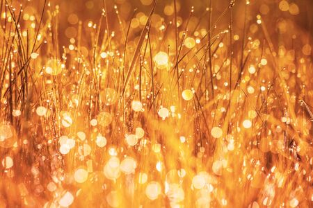 Morning dew on the grass. Golden colored. Nature background. Grass texture. Autumn conceptの写真素材