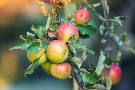 Red ripe apples on a branch in an orchard. Autumn. Nature background