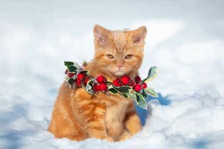 Little red kitten in a Christmas wreath sits on snow in the winterの写真素材