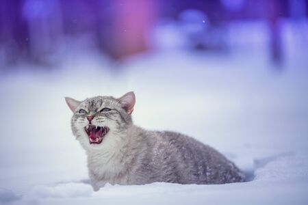 The meowing cat sits in deep snow in winterの写真素材