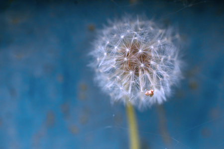 Dandelions with seeds against a blue background. Nature background