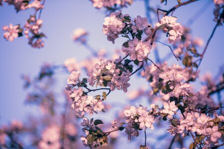 Blossoming apple tree branch against the blue sky.  Spring natural backgroundの写真素材