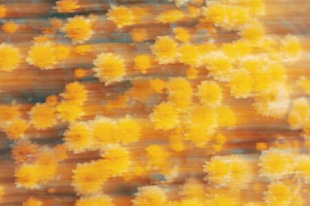 Abstract flower nature background. Motion effect. Yellow flower texture. Autumn concept. Floral background.の写真素材