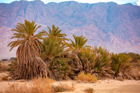 An oasis in the desert. Palm grove in the desert at sunset. Date palm trees on a background of...