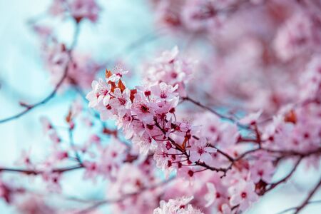 Colorful blooming cherry tree branch. Cherry orchardの写真素材