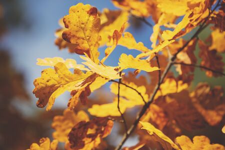 Oak branch with orange leaves in the forest in autumn. Nature backgroundの写真素材