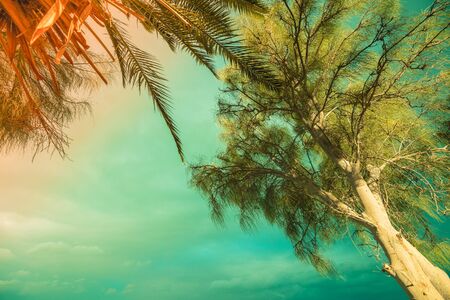 Tropical trees against the sky. Tropical nature landscapeの写真素材