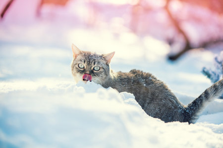 Cat sitting in the deep snow in winter. Cat walking outdoorsの写真素材
