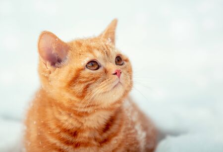 A cute ginger kitten is sitting in the snowの写真素材