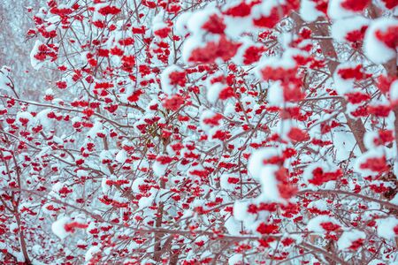 Branches with bunches of rowan covered with rime. Winter nature backgroundの写真素材