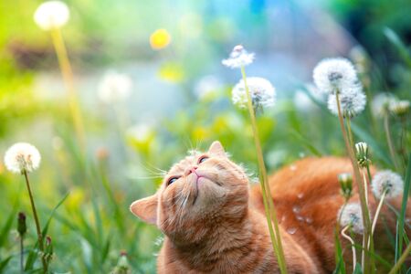 Ginger kitten walking in the grass with dandelions on a summer sunny dayの写真素材