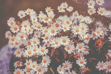Vintage chamomile flowers. Beautiful nature flowers background. Spring nature background, top viewの写真素材