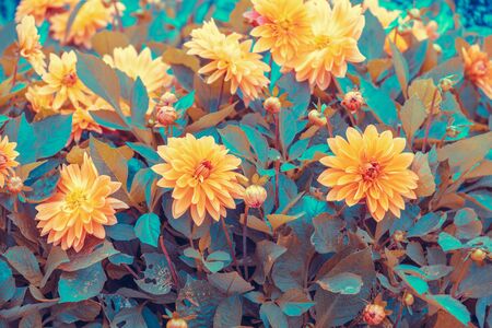 Vintage blooming Dahlia flowers in the garden in summer. Flowers nature backgroundの写真素材