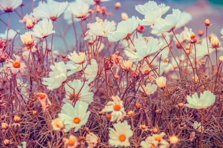 Vintage chamomile flowers. Beautiful nature flowers background. Spring nature background, top viewの写真素材