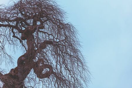 Silhouette of a tree without leaves against a blue sky. Bottom-up view. Autumn sceneの写真素材