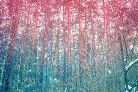 Winter pine forest in a snowstorm. Color gradient Nature backgroundの写真素材