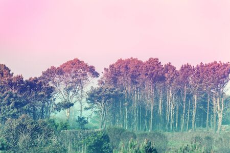 Eucalyptus trees against pink sky. Tropical forest in early missty morning. Nature landscapeの写真素材