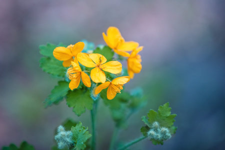 Chelidonium blooming flowers. Natural background