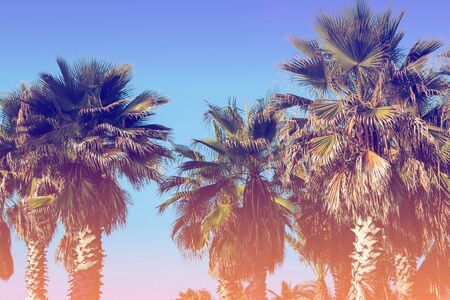 Palm trees against sunset sky.  Row of palm trees. Tropic evening landscape. Gradient colorの写真素材