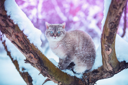 The cat sits on a tree in the winter orchard. Portrait of a siamese cat outdoors in winter