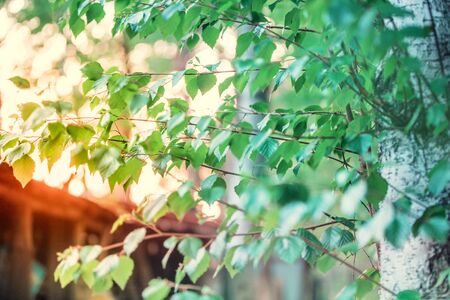 Birch tree branches with green leaves. Natural spring background. Selective focusの写真素材