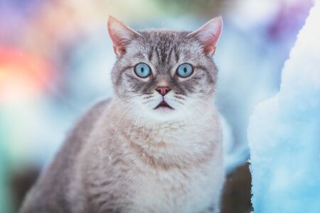 Cat sitting in the snow. Portrait of siamese cat outdoors in a park in winterの写真素材