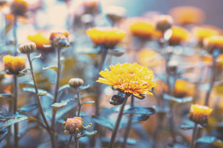 Blooming yellow chrysanthemum flowers in the garden. Nature background