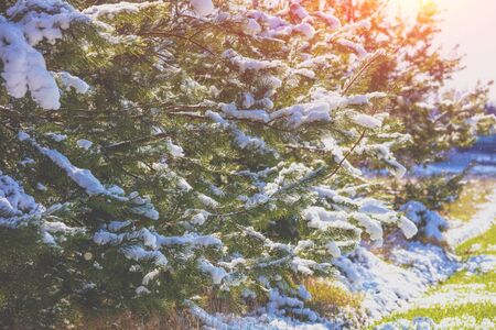 Pine branches covered with snow. Natural winter background. Winter nature. Snowy forest. Christmas backgroundの写真素材