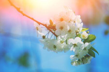 Blooming orchard. Branches with cherry flowers on a  spring sunny dayの写真素材