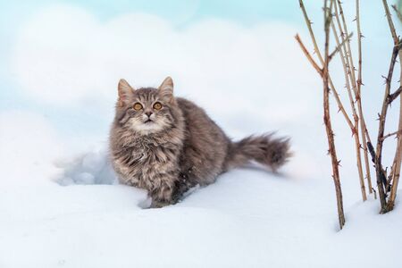 Cat outdoors in winter. Siberian gray cat walking in the snow in winterの写真素材