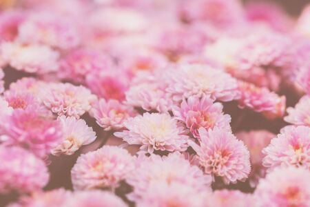 Blooming chrysanthemums in the garden. Nature Background. Gradient Colorの写真素材